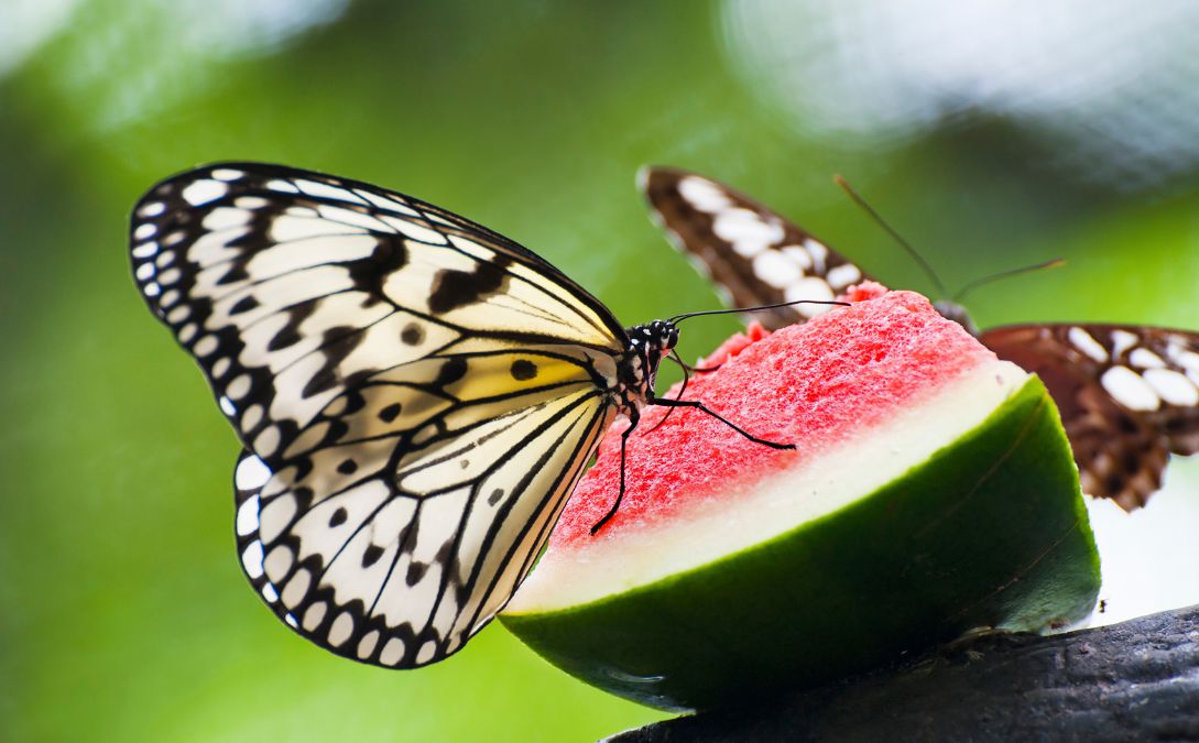 Butterfly sitting on a slice of a watermelon.